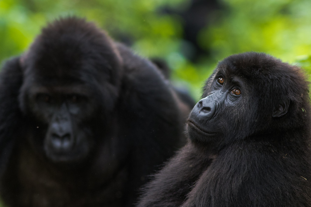 National Park Kahuzi Biega