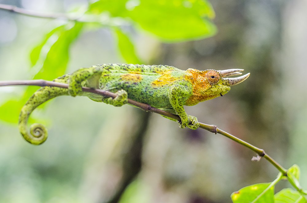 Rwenzori Mountains National Park