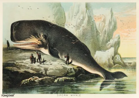 The whale behind Moby-Dick: reality, shipwrecks and obsession