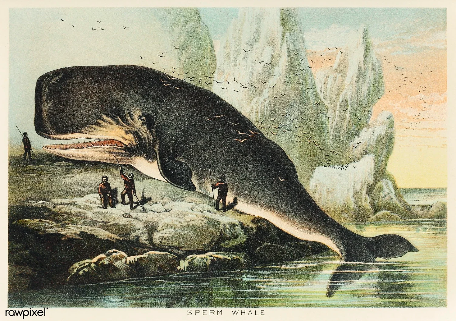 Sperm Whale Moby Dick