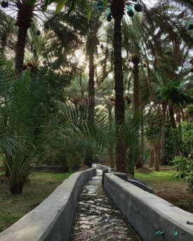 Al Ain Oasis