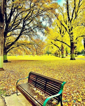 Autumn in Carlton Gardens