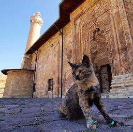 Cat in Divrigi Great Mosque and Hospital
