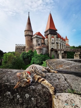 Corvin Castle Romania cat