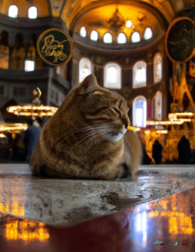 Hagia Sophia Cat