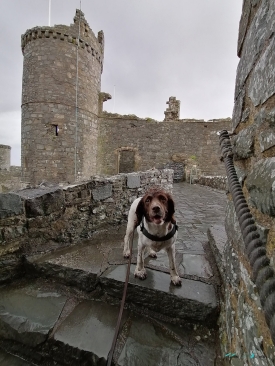 Harlech Castle dog