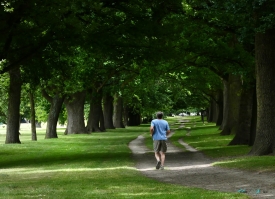 Jogging in Hagley Park