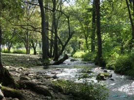 Rokka Forest