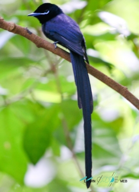 Seychelles paradise flycatcher