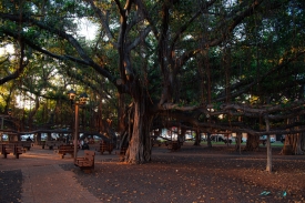 The banyan tree in Lahaina.jpeg