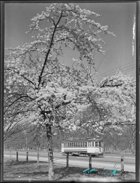 Tram and cherry blossom tree in Hagley Park Christchurch .jpeg