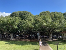 banyon tree in Lahaina.jpeg