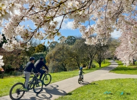 blossom in Hagley Park Christchurch.jpeg