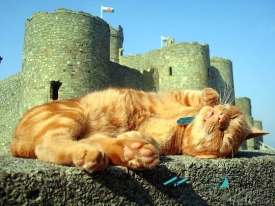 feline guardian of Harlech Castle in Wales